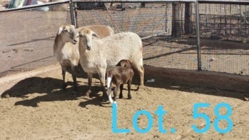 2+1x MEATMASTER OOI/EWE WITH LAMB DIRK STEENKAMP (PER PIECE TO TAKE THE LOT)