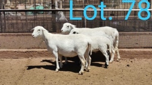 2+2x MEATMASTER OOI/EWE WITH LAMB DIRK STEENKAMP (PER PIECE TO TAKE THE LOT)