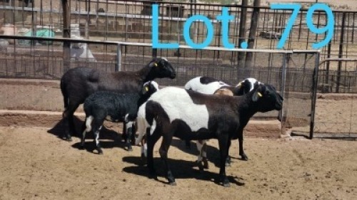 3+2x MEATMASTER OOI/EWE WITH LAMB DIRK STEENKAMP (PER PIECE TO TAKE THE LOT)
