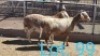 1+2x MEATMASTER OOI/EWE WITH LAMB DIRK STEENKAMP