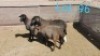 2+1x MEATMASTER OOI/EWE WITH LAMB DIRK STEENKAMP (PER PIECE TO TAKE THE LOT)