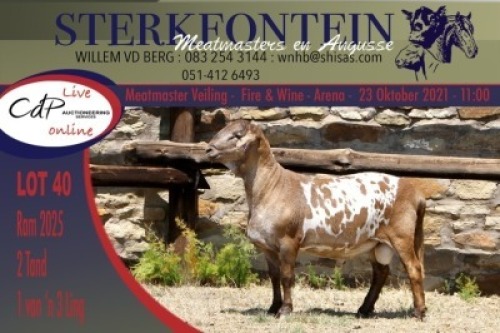 1x MEATMASTER RAM STERKFONTEIN MEATMASTERS