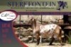 1x MEATMASTER RAM STERKFONTEIN MEATMASTERS - 3