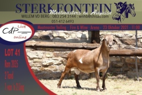 1x MEATMASTER RAM STERKFONTEIN MEATMASTERS