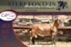 1x MEATMASTER RAM STERKFONTEIN MEATMASTERS - 3