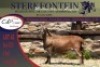 1x MEATMASTER RAM STERKFONTEIN MEATMASTERS - 2