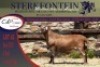 1x MEATMASTER RAM STERKFONTEIN MEATMASTERS - 3