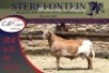 1x MEATMASTER RAM STERKFONTEIN MEATMASTERS