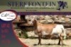 1x MEATMASTER RAM STERKFONTEIN MEATMASTERS - 2