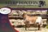 1x MEATMASTER RAM STERKFONTEIN MEATMASTERS - 3