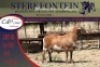 1x MEATMASTER RAM STERKFONTEIN MEATMASTERS - 5