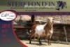 1x MEATMASTER RAM STERKFONTEIN MEATMASTERS - 2