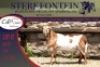 1x MEATMASTER RAM STERKFONTEIN MEATMASTERS - 3