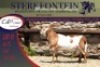 1x MEATMASTER RAM STERKFONTEIN MEATMASTERS - 4