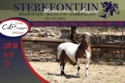 1x MEATMASTER RAM STERKFONTEIN MEATMASTERS
