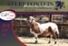1x MEATMASTER RAM STERKFONTEIN MEATMASTERS - 2
