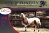 1x MEATMASTER RAM STERKFONTEIN MEATMASTERS - 3