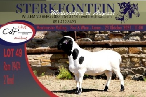 1x MEATMASTER RAM STERKFONTEIN MEATMASTERS