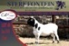 1x MEATMASTER RAM STERKFONTEIN MEATMASTERS - 4