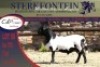 1x MEATMASTER RAM STERKFONTEIN MEATMASTERS - 2