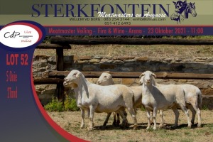 4x MEATMASTER OOI/EWE WITH LAMB STERKFONTEIN MEATMASTERS (PER PIECE TO TAKE THE LOT)