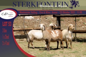 3x MEATMASTER OOI/EWE STERKFONTEIN MEATMASTERS (PER PIECE TO TAKE THE LOT)