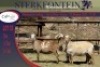 3x MEATMASTER OOI/EWE STERKFONTEIN MEATMASTERS (PER PIECE TO TAKE THE LOT) - 2
