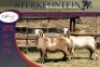 3x MEATMASTER OOI/EWE STERKFONTEIN MEATMASTERS (PER PIECE TO TAKE THE LOT) - 3