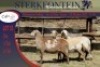 3x MEATMASTER OOI/EWE STERKFONTEIN MEATMASTERS (PER PIECE TO TAKE THE LOT) - 4
