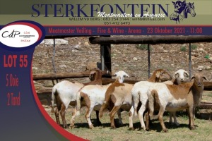 5x MEATMASTER OOI/EWE STERKFONTEIN MEATMASTERS (PER PIECE TO TAKE THE LOT)