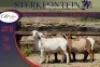 5x MEATMASTER OOI/EWE STERKFONTEIN MEATMASTERS (PER PIECE TO TAKE THE LOT) - 2