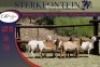 5x MEATMASTER OOI/EWE STERKFONTEIN MEATMASTERS (PER PIECE TO TAKE THE LOT) - 3
