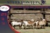 5x MEATMASTER OOI/EWE STERKFONTEIN MEATMASTERS (PER PIECE TO TAKE THE LOT) - 4