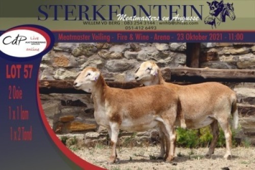 2x MEATMASTER OOI/EWE STERKFONTEIN MEATMASTERS (PER PIECE TO TAKE THE LOT)