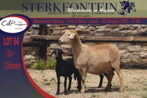 1+2x MEATMASTER OOI/EWE WITH LAMB STERKFONTEIN MEATMASTERS