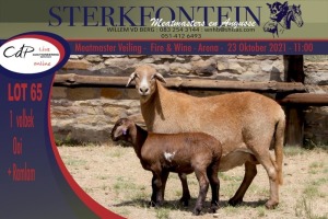 1+1x MEATMASTER OOI/EWE WITH LAMB STERKFONTEIN MEATMASTERS