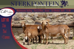 3+2x MEATMASTER OOI/EWE WITH LAMB STERKFONTEIN MEATMASTERS (PER PIECE TO TAKE THE LOT)