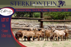 2+3x MEATMASTER OOI/EWE WITH LAMB STERKFONTEIN MEATMASTERS (PER PIECE TO TAKE THE LOT)