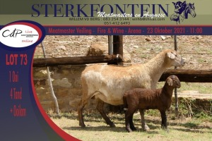 1+1x MEATMASTER OOI/EWE STERKFONTEIN MEATMASTERS