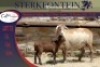 1+1x MEATMASTER OOI/EWE STERKFONTEIN MEATMASTERS - 3
