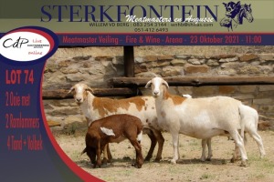 2+2x MEATMASTER OOI/EWE WITH LAMB STERKFONTEIN MEATMASTERS (PER PIECE TO TAKE THE LOT)