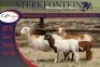 2+2x MEATMASTER OOI/EWE WITH LAMB STERKFONTEIN MEATMASTERS (PER PIECE TO TAKE THE LOT) - 2