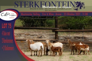 4+5x MEATMASTER OOI/EWE WITH LAMB STERKFONTEIN MEATMASTERS (PER PIECE TO TAKE THE LOT)