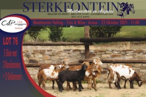 5+5x MEATMASTER OOI/EWE WITH LAMB STERKFONTEIN MEATMASTERS (PER PIECE TO TAKE THE LOT)