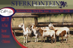 4+4x MEATMASTER OOI/EWE WITH LAMB STERKFONTEIN MEATMASTERS (PER PIECE TO TAKE THE LOT)