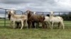 LOT 211 11X MEATMASTER OOI/EWE (PER STUK OM LOT TE NEEM/PER PIECE TO TAKE THE LOT)