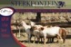 3+3x MEATMASTER OOI/EWE WITH LAMB STERKFONTEIN MEATMASTERS (PER PIECE TO TAKE THE LOT) - 3