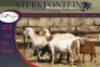 3+3x MEATMASTER OOI/EWE WITH LAMB STERKFONTEIN MEATMASTERS (PER PIECE TO TAKE THE LOT) - 4