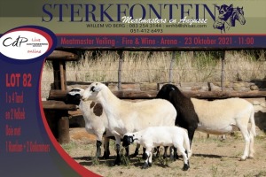 3+3x MEATMASTER OOI/EWE WITH LAMB STERKFONTEIN MEATMASTERS (PER PIECE TO TAKE THE LOT)