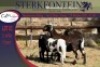 2+2x MEATMASTER OOI/EWE WITH LAMB STERKFONTEIN MEATMASTERS (PER PIECE TO TAKE THE LOT) - 2